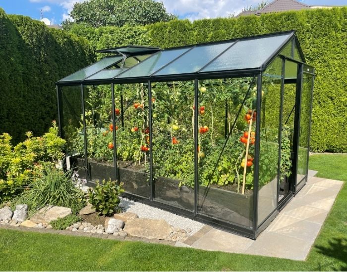 Impressie van een hobbykas, ook wel kweekkas genoemd. In de glazen kas met zwarte profielen zien we tomaten gekweekt worden.